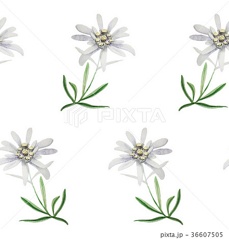 Edelweiss Flower Symbol Alpinism Alps Logo Setのイラスト素材