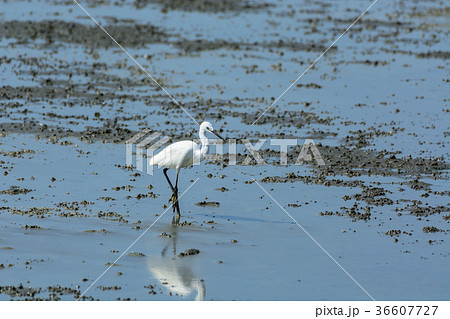 Chinese Egret Egretta eulophotes. 36607727