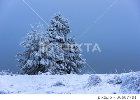 Christmas fir tree covered with hoarfrost and snow 36607781