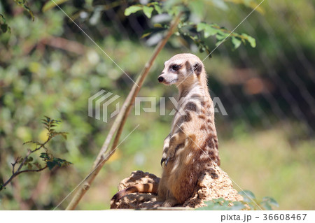 ミーアキャット ミーアキャット 36608467