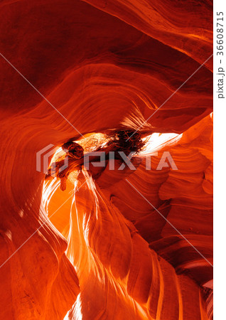 Tree Stuck in the Rocks of Antelope Canyon 36608715