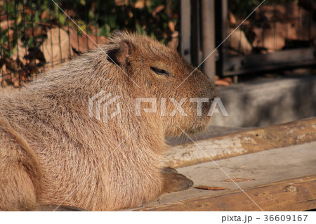 まったりカピパラさん 36609167