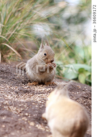 日本リス　食事中 36609172
