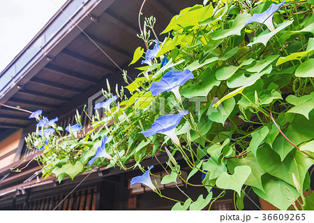 城下町高山　軒先の夕顔 36609265