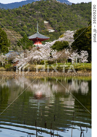 大覚寺大沢池の桜の写真素材 [36609290] - PIXTA