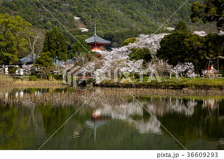 大覚寺大沢池の桜の写真素材