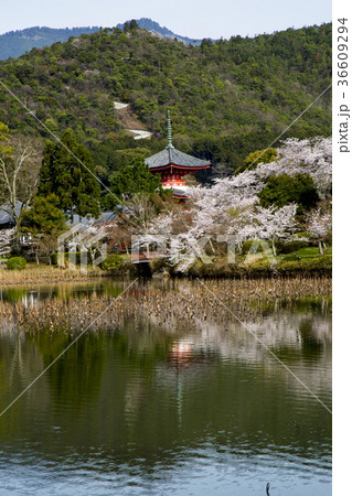 大覚寺大沢池の桜 大覚寺大沢池の桜 36609294