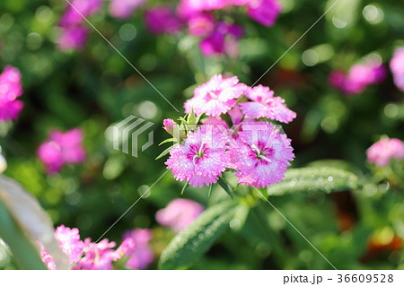 ナデシコの花 36609528
