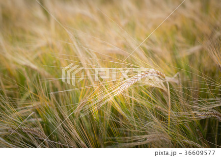 Field of barley at the end of the summer 36609577