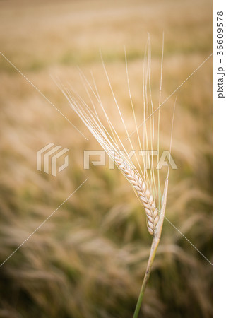 Field of barley at the end of the summer 36609578