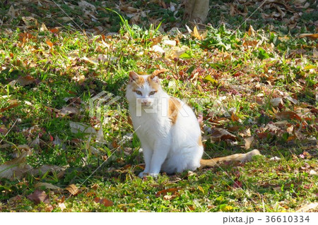 睨む猫 河川敷にて 【公式通販】