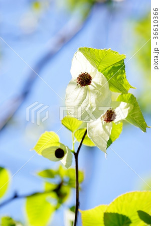 ハンカチノキの花 36610366