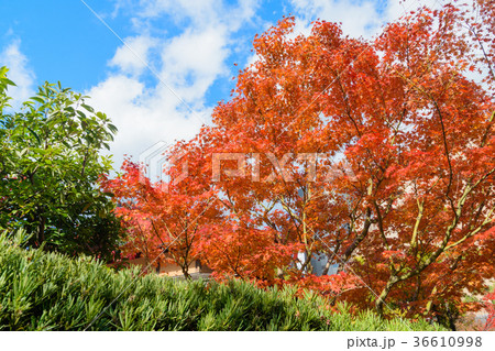 小倉城の紅葉 福岡県北九州市 の写真素材