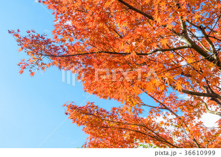 小倉城の紅葉 福岡県北九州市 の写真素材