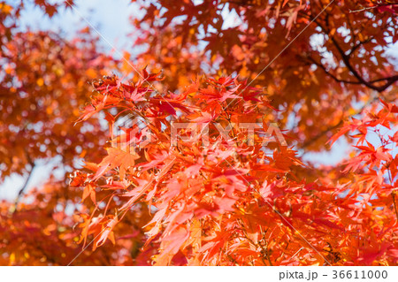 小倉城の紅葉 福岡県北九州市 の写真素材