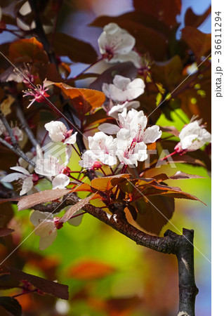 美しくも可憐なベニバスモモの花 美しくも可憐なベニバスモモの花 36611294