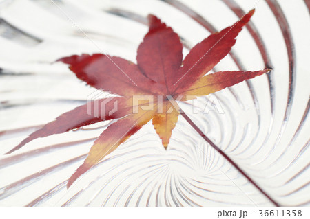 器に浮かぶ紅葉 器に浮かぶ紅葉 36611358