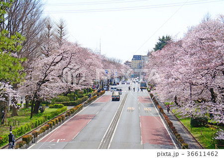 東京都国立市　大学通りの桜 36611462