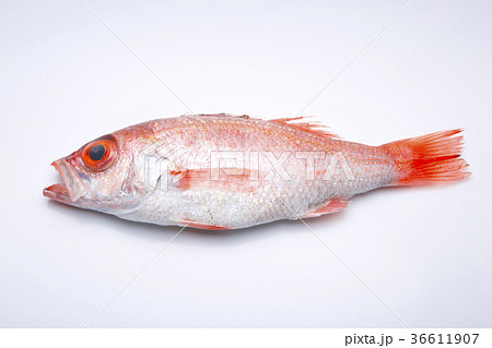 のどぐろ 食材 のどぐろ 食材 36611907