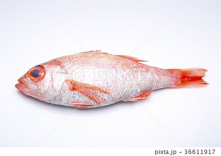 のどぐろ　食材 36611917