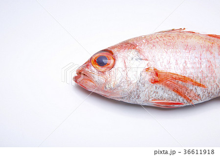 のどぐろ 食材 のどぐろ 食材 36611918