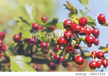 Hawthorn berries on a green branch 36611920