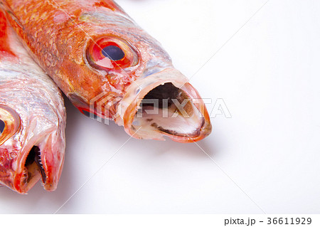 のどぐろ 食材 のどぐろ 食材 36611929