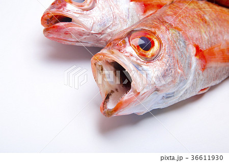 のどぐろ　食材 36611930