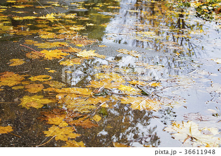 Yellow and red maple leaves in a puddle under the 36611948