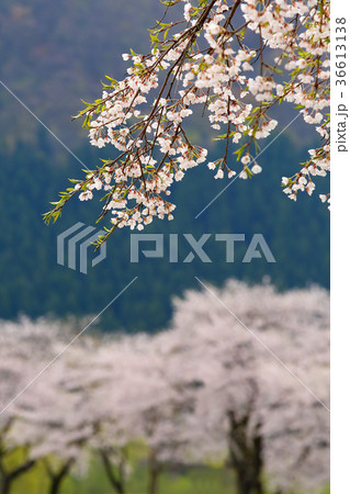 里山の桜 里山の桜 36613138