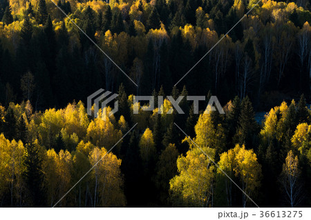 Colorful of autumn forest from sunrise time 36613275