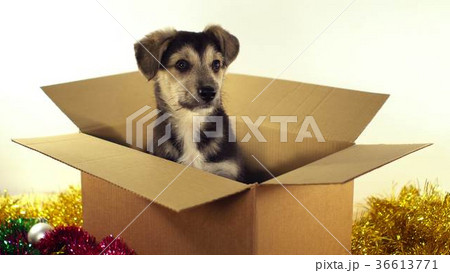 Beatiful puppy dog sits in a postage box with 36613771