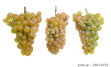 Three yellow grapes isolated on a white 36614020