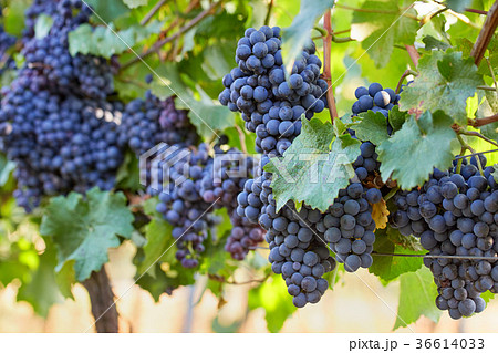 Blue grapes in the vineyard Blue grapes in the vineyard 36614033