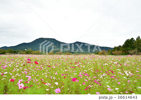 上堰潟公園のコスモス（新潟県） 36614643