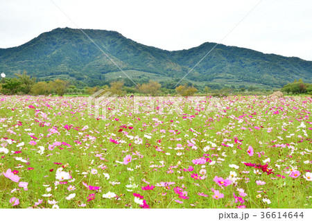 上堰潟公園のコスモス(新潟県) 上堰潟公園のコスモス(新潟県) 36614644