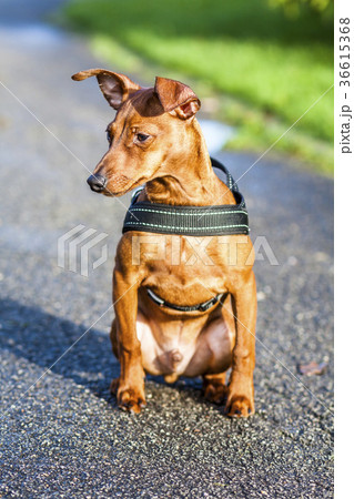 Red Miniature with harness sitting Red Miniature with harness sitting 36615368