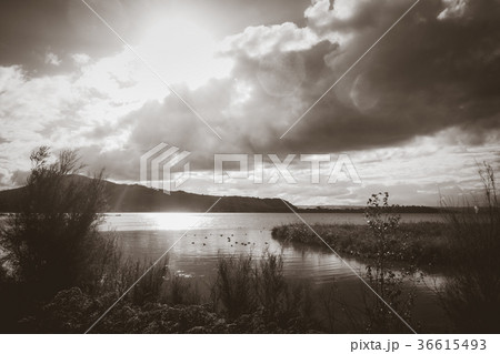 Rotorua lake, New Zealand. Black and white picture 36615493