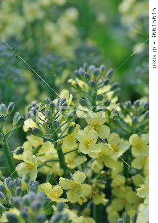 ブロッコリーの花の写真素材