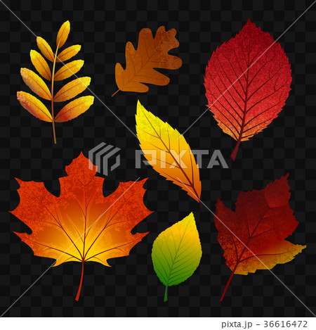Autumn leaves - modern vector realistic isolated 36616472