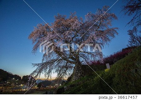 又兵衛桜　夜明け前 36617457