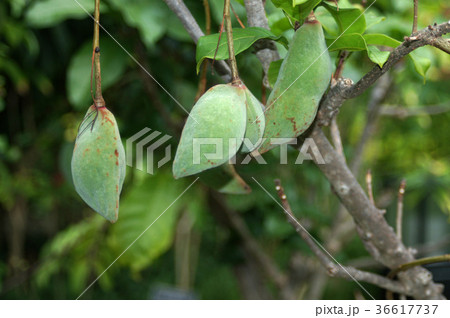 ピンポンノキ ピンポンノキ 36617737