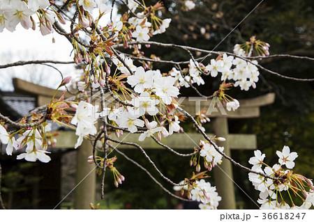 浜離宮恩賜庭園 旧稲生神社の桜 浜離宮恩賜庭園 旧稲生神社の桜 36618247