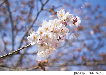 桜(ソメイヨシノ)の花 桜(ソメイヨシノ)の花 36618248