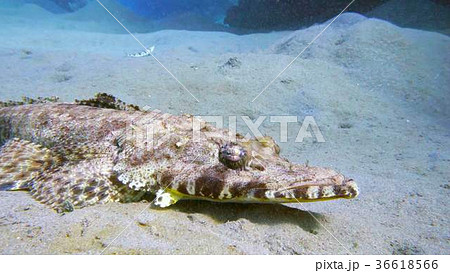 Tentacled flathead in the Red Sea, Egypt Tentacled flathead in the Red Sea, Egypt 36618566