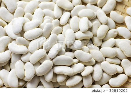 大福豆13 大福豆13 36619202
