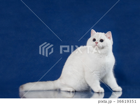 British white shorthair young cat with magic Blue British white shorthair young cat with magic Blue 36619351