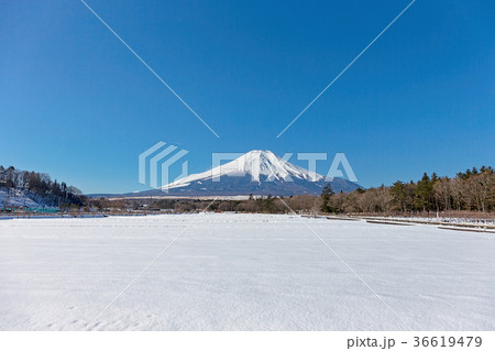 富士山　(2月　花の都公園) 36619479