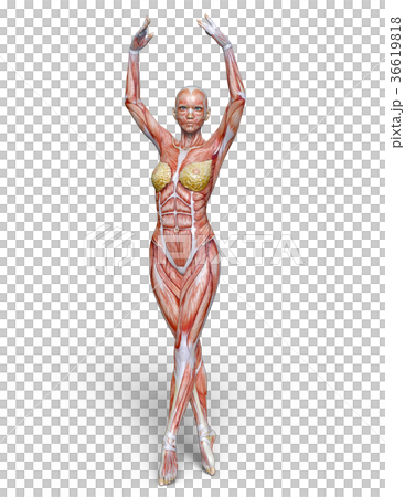 Female human body model 36619818