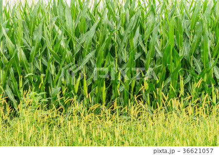 Amish country farm, corn wall, field agriculture 36621057
